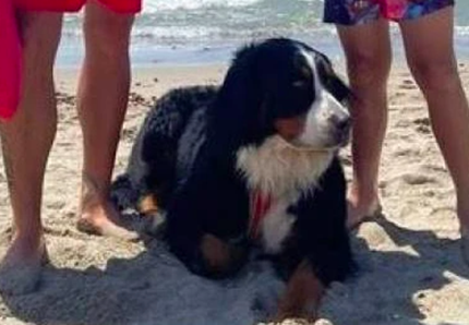 Tirrenia: bimbo in difficoltà in mare salvato da un cane bagnino